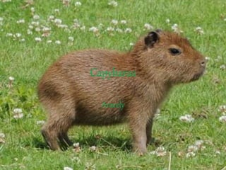 Capybaras
Aracely
 