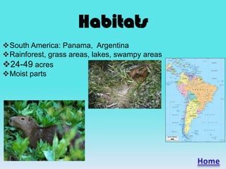 Habitats
South America: Panama, Argentina
Rainforest, grass areas, lakes, swampy areas
24-49 acres
Moist parts
 