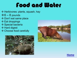 Food and Water
 Herbivores: plants, squash, hay
6 – 8 pounds
 Don’t eat same place
 Eat droppings
 Special bacteria
 Hard digest
 Choose food carefully
 