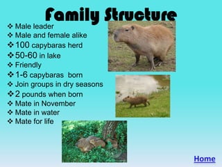 Family Structure Male leader
 Male and female alike
100 capybaras herd
50-60 in lake
 Friendly
1-6 capybaras born
 Join groups in dry seasons
2 pounds when born
 Mate in November
 Mate in water
 Mate for life
 