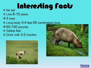 Interesting Facts No tail
 Live 8-10 years
3 toes
 Long body 3-4 feet 60 centimeters long
60-100 pounds
 Gallop fast
 Drink milk 3-5 months
 