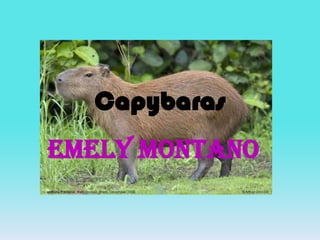 Capybaras
Emely Montano
 