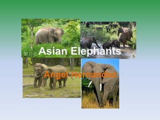 Asian Elephants
Angel Hernandez
 