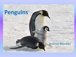 Penguins
Andrea Morales
 