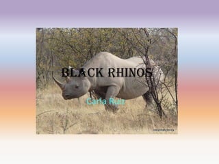 Black Rhinos
Carla Ruiz
 