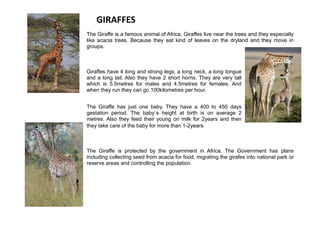 GIRAFFES
The Giraffe is a famous animal of Africa. Giraffes live near the trees and they especially
like acacia trees. Because they eat kind of leaves on the dryland and they move in
groups.
Giraffes have 4 long and strong legs, a long neck, a long tongue
and a long tail. Also they have 2 short horns. They are very tall
which is 5.5metres for males and 4.5metres for females. And
when they run they can go 100kilometres per hour.
The Giraffe has just one baby. They have a 400 to 450 days
gestation period. The baby`s height at birth is on average 2
metres. Also they feed their young on milk for 2years and then
they take care of the baby for more than 1-2years.
The Giraffe is protected by the government in Africa. The Government has plans
including collecting seed from acacia for food, migrating the girafes into national park or
reserve areas and controlling the population.
 