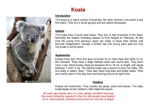 Animal Reports CSWE2 Gosford TAFE