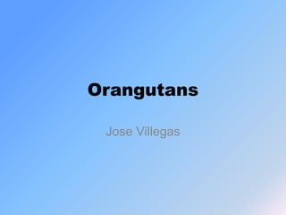Orangutans
Jose Villegas
 