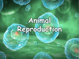 Animal
Reproduction
 
