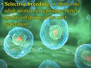Animal reproduction | PPTX