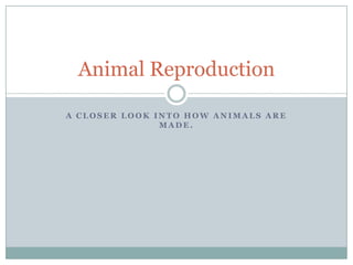 A C L O S E R L O O K I N T O H O W A N I M A L S A R E
M A D E .
Animal Reproduction
 
