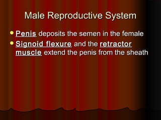 Male Reproductive SystemMale Reproductive System
PenisPenis deposits the semen in the femaledeposits the semen in the female
Signoid flexureSignoid flexure and theand the retractorretractor
musclemuscle extend the penis from the sheathextend the penis from the sheath
 