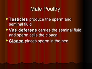 Male PoultryMale Poultry
TesticlesTesticles produce the sperm andproduce the sperm and
seminal fluidseminal fluid
Vas deferensVas deferens carries the seminal fluidcarries the seminal fluid
and sperm cells the cloacaand sperm cells the cloaca
CloacaCloaca places sperm in the henplaces sperm in the hen
 