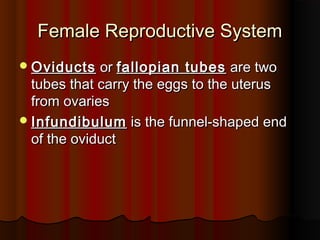 Female Reproductive SystemFemale Reproductive System
OviductsOviducts oror fallopian tubesfallopian tubes are twoare two
tubes that carry the eggs to the uterustubes that carry the eggs to the uterus
from ovariesfrom ovaries
InfundibulumInfundibulum is the funnel-shaped endis the funnel-shaped end
of the oviductof the oviduct
 