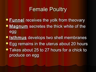Female PoultryFemale Poultry
FunnelFunnel receives the yolk from theovaryreceives the yolk from theovary
MagnumMagnum secretes the thick white of thesecretes the thick white of the
eggegg
IsthmusIsthmus develops two shell membranesdevelops two shell membranes
Egg remains in the uterus about 20 hoursEgg remains in the uterus about 20 hours
Takes about 25 to 27 hours for a chick toTakes about 25 to 27 hours for a chick to
produce on eggproduce on egg
 