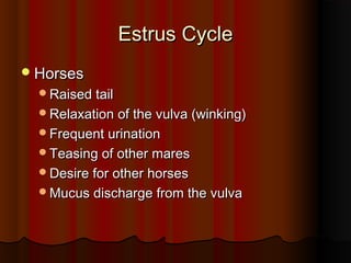 Estrus CycleEstrus Cycle
HorsesHorses
Raised tailRaised tail
Relaxation of the vulva (winking)Relaxation of the vulva (winking)
Frequent urinationFrequent urination
Teasing of other maresTeasing of other mares
Desire for other horsesDesire for other horses
Mucus discharge from the vulvaMucus discharge from the vulva
 