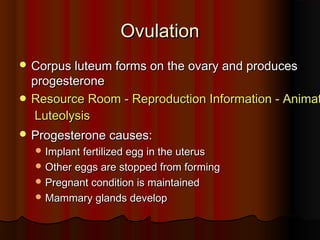 OvulationOvulation
 Corpus luteum forms on the ovary and producesCorpus luteum forms on the ovary and produces
progesteroneprogesterone
 Resource Room - Reproduction Information - AnimatResource Room - Reproduction Information - Animat
LuteolysisLuteolysis
 Progesterone causes:Progesterone causes:
 Implant fertilized egg in the uterusImplant fertilized egg in the uterus
 Other eggs are stopped from formingOther eggs are stopped from forming
 Pregnant condition is maintainedPregnant condition is maintained
 Mammary glands developMammary glands develop
 