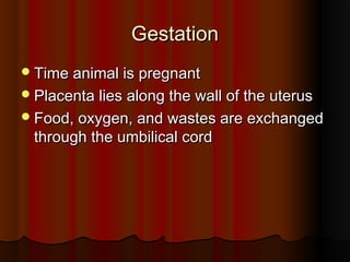 GestationGestation
Time animal is pregnantTime animal is pregnant
Placenta lies along the wall of the uterusPlacenta lies along the wall of the uterus
Food, oxygen, and wastes are exchangedFood, oxygen, and wastes are exchanged
through the umbilical cordthrough the umbilical cord
 