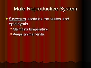 Male Reproductive SystemMale Reproductive System
ScrotumScrotum contains the testes andcontains the testes and
epididymisepididymis
Maintains temperatureMaintains temperature
Keeps animal fertileKeeps animal fertile
 