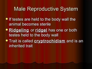 Male Reproductive SystemMale Reproductive System
If testes are held to the body wall theIf testes are held to the body wall the
animal becomes sterileanimal becomes sterile
RidgelingRidgeling oror ridgelridgel has one or bothhas one or both
testes held to the body walltestes held to the body wall
Trait is calledTrait is called cryptrochidismcryptrochidism and is anand is an
inherited traitinherited trait
 