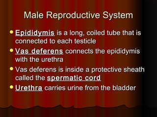 Male Reproductive SystemMale Reproductive System
EpididymisEpididymis is a long, coiled tube that isis a long, coiled tube that is
connected to each testicleconnected to each testicle
Vas deferensVas deferens connects the epididymisconnects the epididymis
with the urethrawith the urethra
Vas deferens is inside a protective sheathVas deferens is inside a protective sheath
called thecalled the spermatic cordspermatic cord
UrethraUrethra carries urine from the bladdercarries urine from the bladder
 