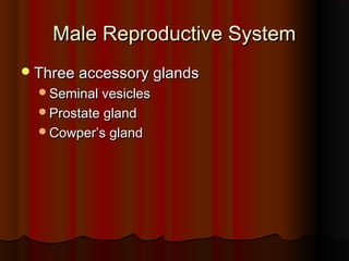 Male Reproductive SystemMale Reproductive System
Three accessory glandsThree accessory glands
Seminal vesiclesSeminal vesicles
Prostate glandProstate gland
Cowper’s glandCowper’s gland
 