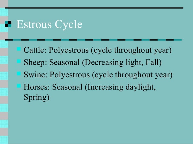 Why Are Rats Polyestrous What Is A Polyestrous Animal? _ Estrous cycle Flashcards – MJCN