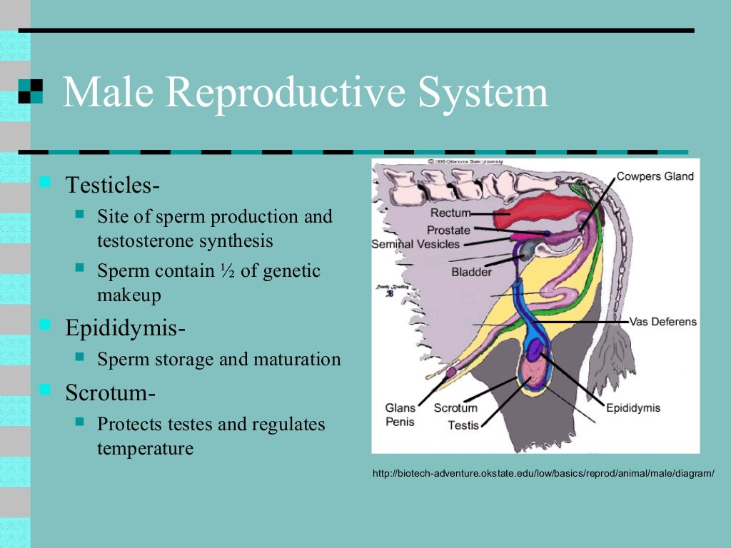Animal reproduction