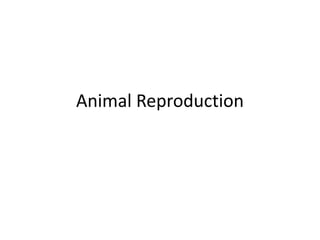 Animal Reproduction
 