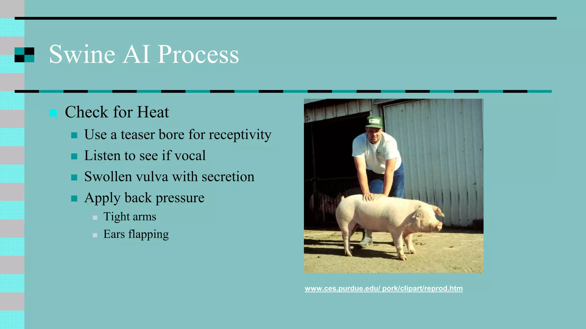 Swine AI Process
 Check for Heat
 Use a teaser bore for receptivity
 Listen to see if vocal
 Swollen vulva with secretion
 Apply back pressure
 Tight arms
 Ears flapping
www.ces.purdue.edu/ pork/clipart/reprod.htm
 