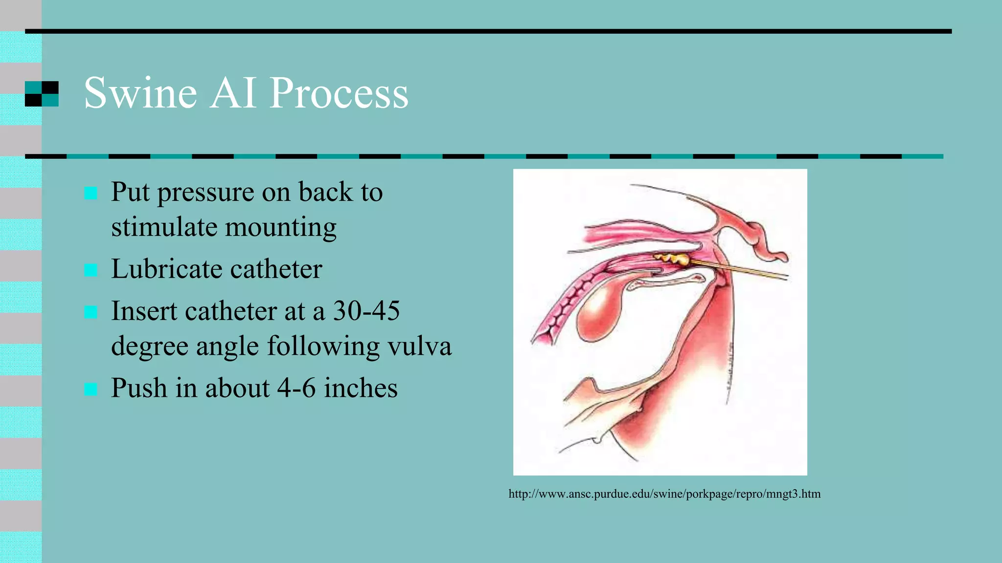 Swine AI Process
 Put pressure on back to
stimulate mounting
 Lubricate catheter
 Insert catheter at a 30-45
degree angle following vulva
 Push in about 4-6 inches
http://www.ansc.purdue.edu/swine/porkpage/repro/mngt3.htm
 