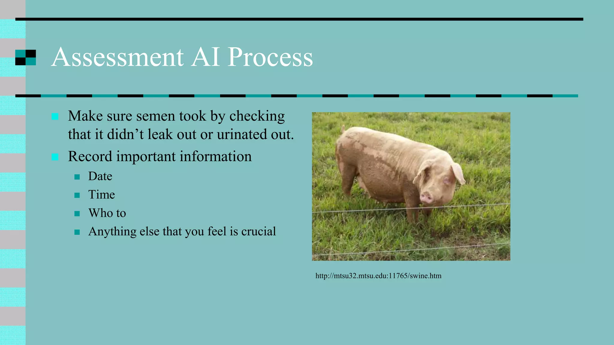 Assessment AI Process
 Make sure semen took by checking
that it didn’t leak out or urinated out.
 Record important information
 Date
 Time
 Who to
 Anything else that you feel is crucial
http://mtsu32.mtsu.edu:11765/swine.htm
 