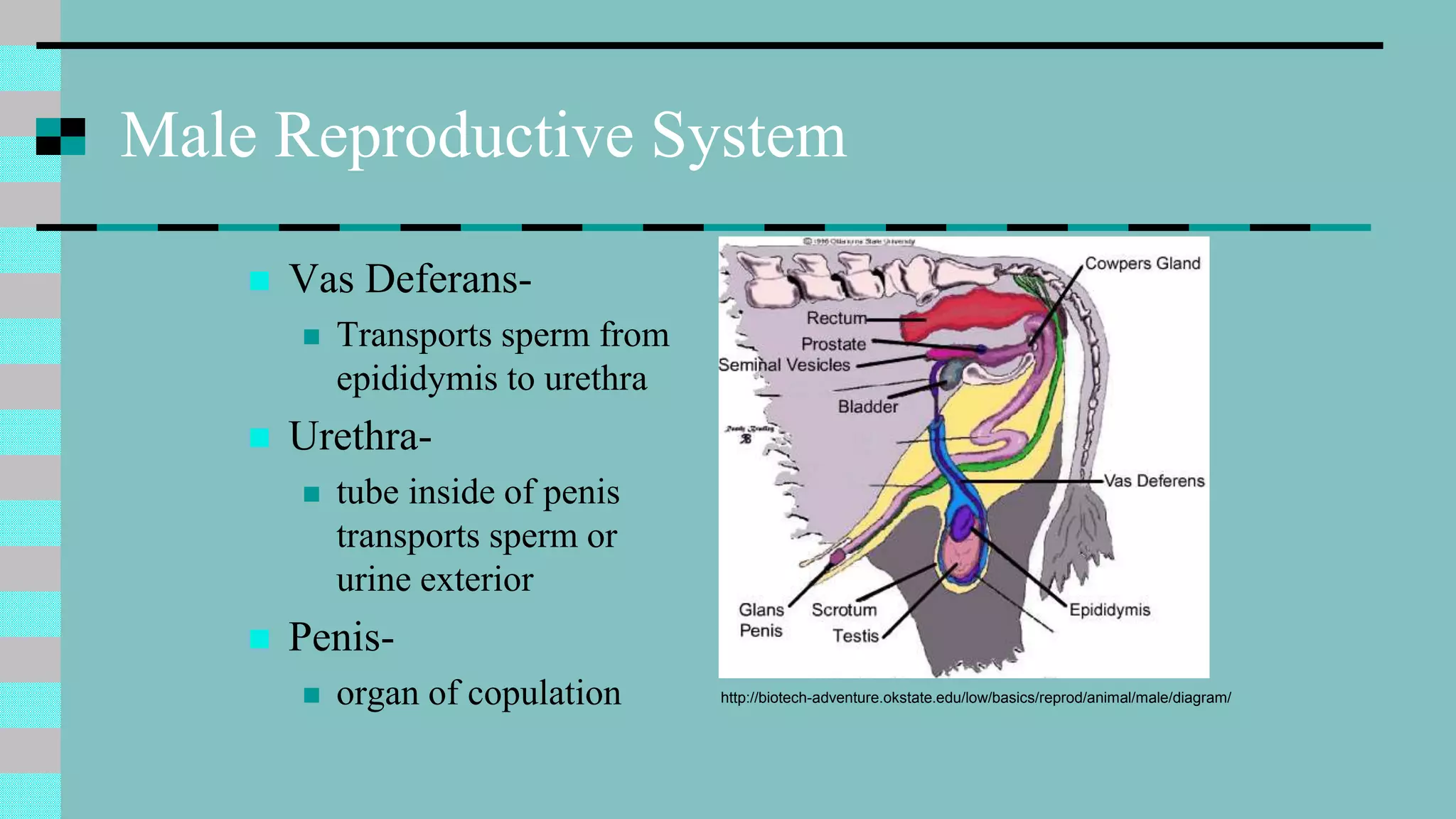 Male Reproductive System
 Vas Deferans-
 Transports sperm from
epididymis to urethra
 Urethra-
 tube inside of penis
transports sperm or
urine exterior
 Penis-
 organ of copulation http://biotech-adventure.okstate.edu/low/basics/reprod/animal/male/diagram/
 