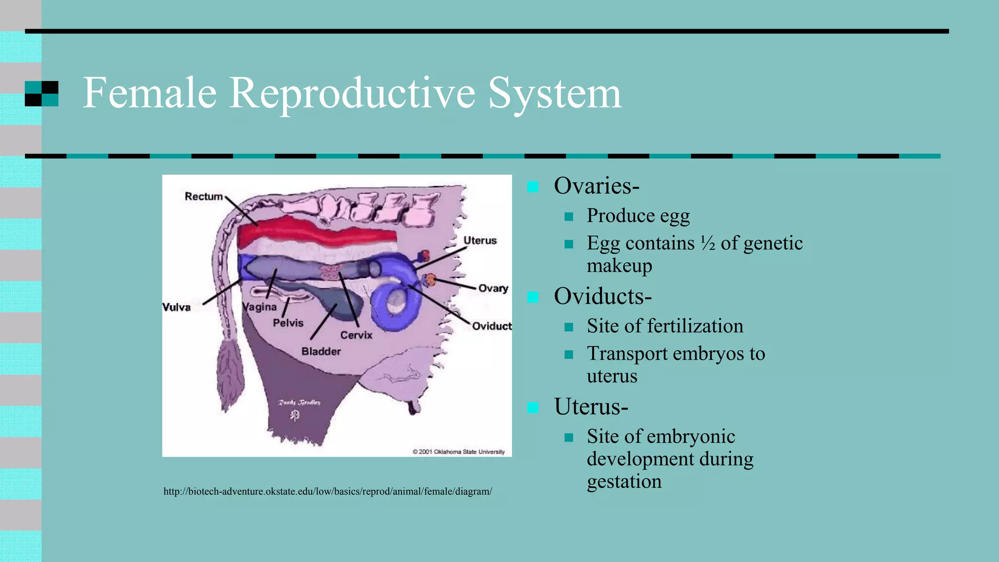 Female Reproductive System
http://biotech-adventure.okstate.edu/low/basics/reprod/animal/female/diagram/
 Ovaries-
 Produce egg
 Egg contains ½ of genetic
makeup
 Oviducts-
 Site of fertilization
 Transport embryos to
uterus
 Uterus-
 Site of embryonic
development during
gestation
 