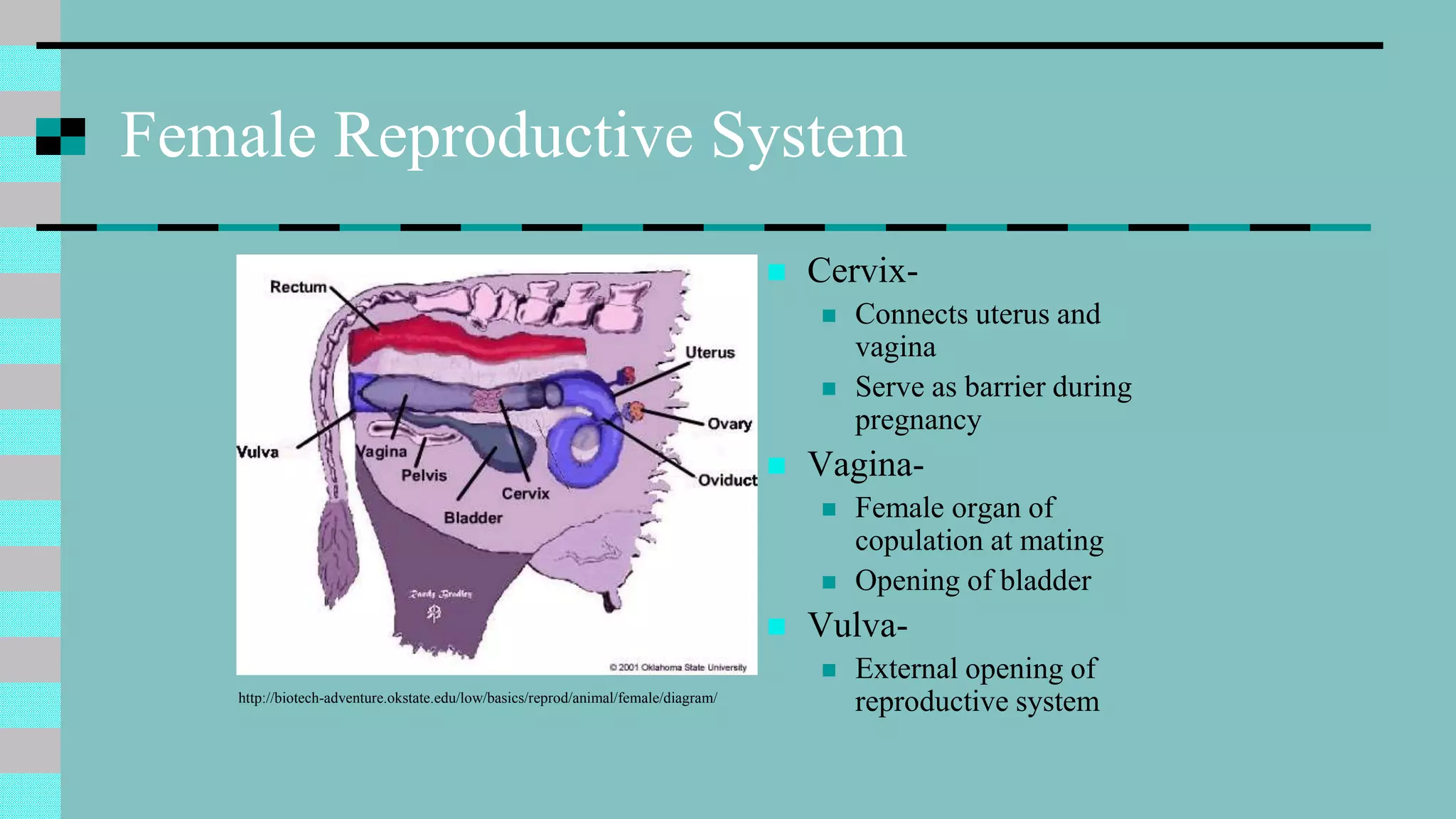 Female Reproductive System
http://biotech-adventure.okstate.edu/low/basics/reprod/animal/female/diagram/
 Cervix-
 Connects uterus and
vagina
 Serve as barrier during
pregnancy
 Vagina-
 Female organ of
copulation at mating
 Opening of bladder
 Vulva-
 External opening of
reproductive system
 