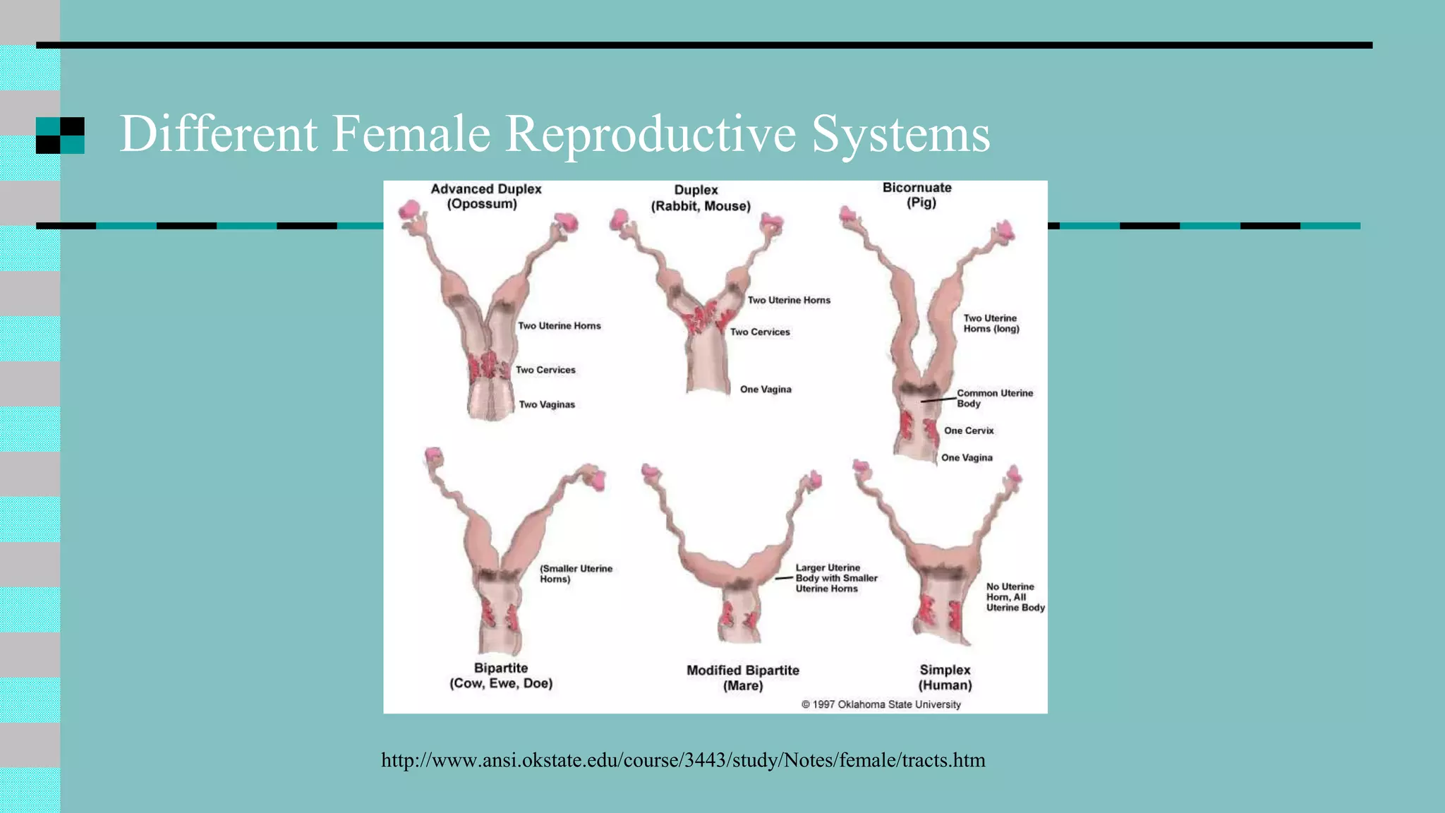 Different Female Reproductive Systems
http://www.ansi.okstate.edu/course/3443/study/Notes/female/tracts.htm
 