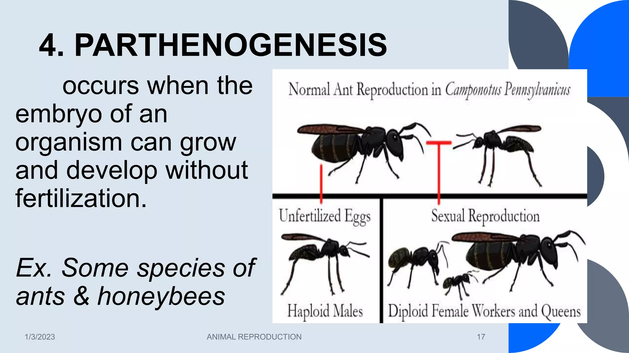 4. PARTHENOGENESIS
1/3/2023 ANIMAL REPRODUCTION 17
occurs when the
embryo of an
organism can grow
and develop without
fertilization.
Ex. Some species of
ants & honeybees
 