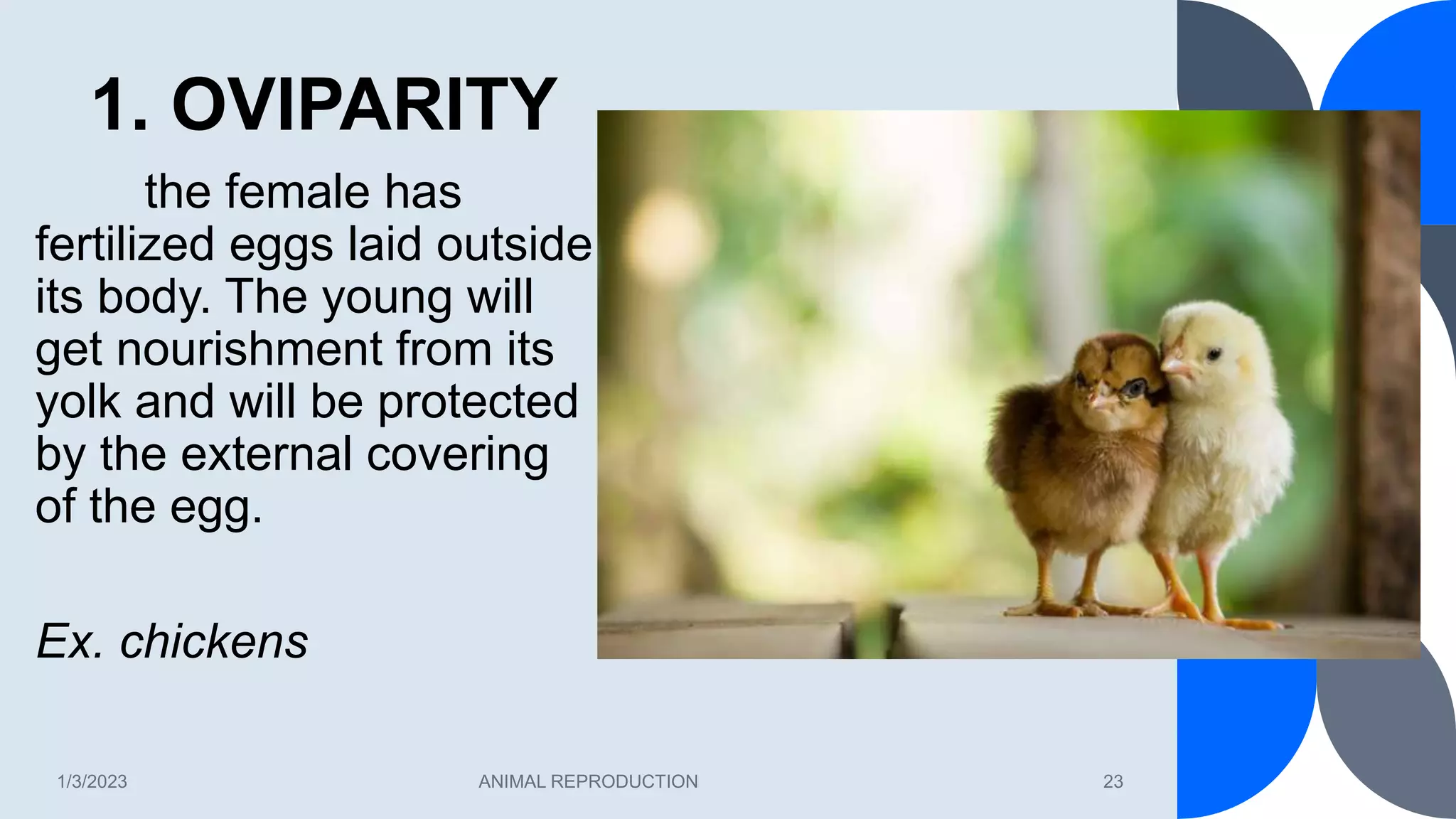 1. OVIPARITY
1/3/2023 ANIMAL REPRODUCTION 23
the female has
fertilized eggs laid outside
its body. The young will
get nourishment from its
yolk and will be protected
by the external covering
of the egg.
Ex. chickens
 