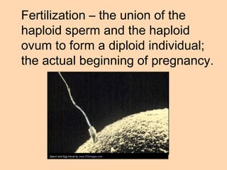 Animal reproduction class presentation (ppt) | PPT