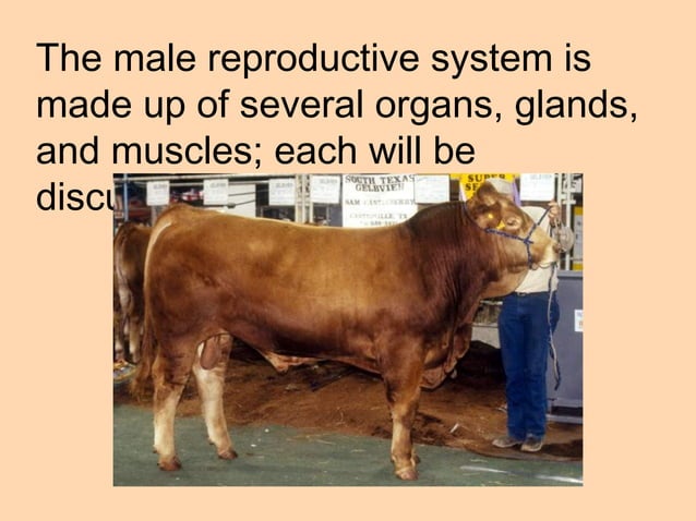 Animal reproduction class presentation (ppt) | PPT