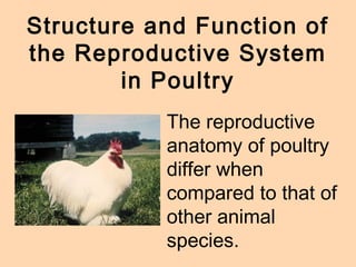 Animal reproduction class presentation (ppt)