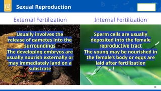 Comprehensive Overview of Animal Reproduction and Development Processes ...