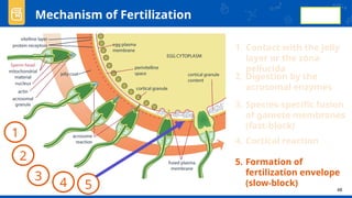Comprehensive Overview of Animal Reproduction and Development Processes ...