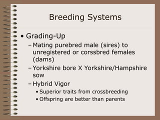 Breeding Systems
• Grading-Up
– Mating purebred male (sires) to
unregistered or corssbred females
(dams)
– Yorkshire bore X Yorkshire/Hampshire
sow
– Hybrid Vigor
• Superior traits from crossbreeding
• Offspring are better than parents
 
