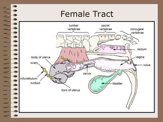 Female Tract
 