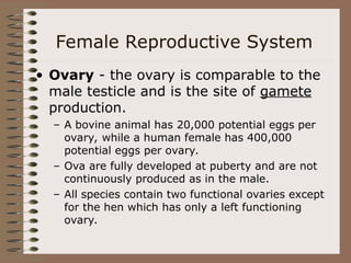 Female Reproductive System
• Ovary - the ovary is comparable to the
male testicle and is the site of gamete
production.
– A bovine animal has 20,000 potential eggs per
ovary, while a human female has 400,000
potential eggs per ovary.
– Ova are fully developed at puberty and are not
continuously produced as in the male.
– All species contain two functional ovaries except
for the hen which has only a left functioning
ovary.
 