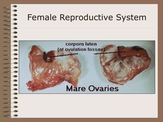 Female Reproductive System
 