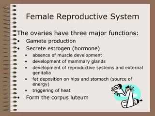 Female Reproductive System
The ovaries have three major functions:
• Gamete production
• Secrete estrogen (hormone)
• absence of muscle development
• development of mammary glands
• development of reproductive systems and external
genitalia
• fat deposition on hips and stomach (source of
energy)
• triggering of heat
• Form the corpus luteum
 