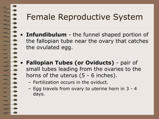 Female Reproductive System
• Infundibulum - the funnel shaped portion of
the fallopian tube near the ovary that catches
the ovulated egg.
• Fallopian Tubes (or Oviducts) - pair of
small tubes leading from the ovaries to the
horns of the uterus (5 - 6 inches).
– Fertilization occurs in the oviduct.
– Egg travels from ovary to uterine horn in 3 - 4
days.
 