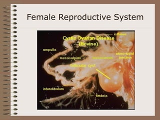 Female Reproductive System
 